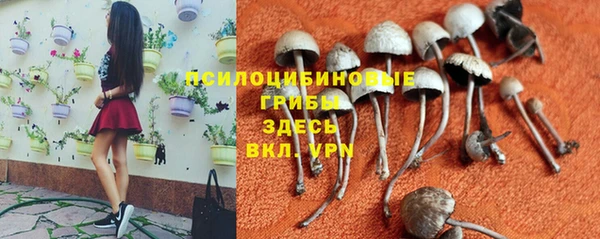 ПСИЛОЦИБИНОВЫЕ ГРИБЫ Инсар